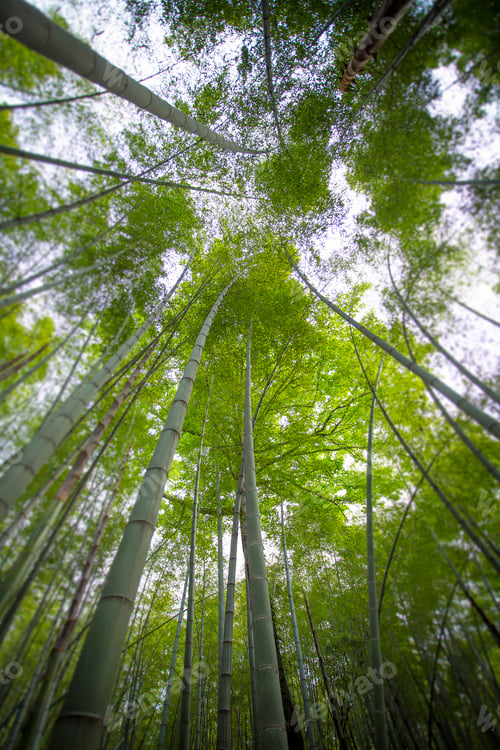 Preview: Sunlight shining through bamboo