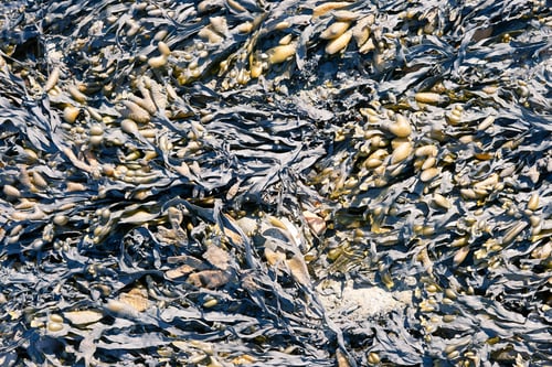 Preview: Algae background.