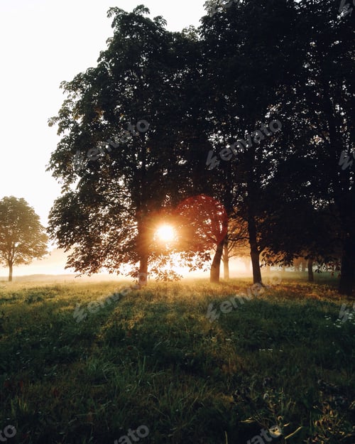 Preview: Foggy morning in the park