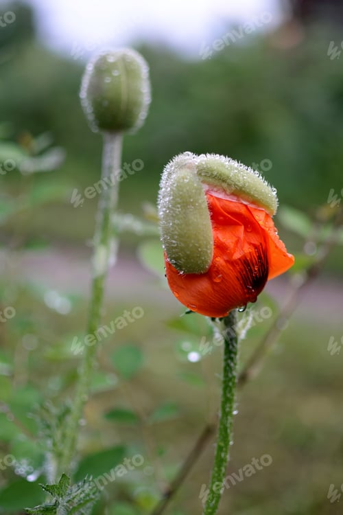Preview: The flowers and buds poppy in raindrops