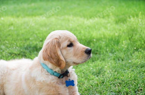 Vista previa: Closeup side portrait of golden retriever puppy on green grass