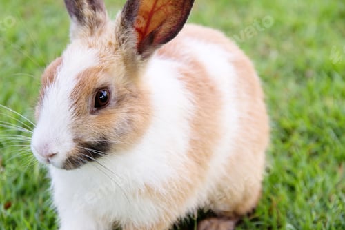 Preview: cute bunny rabbit on the grass