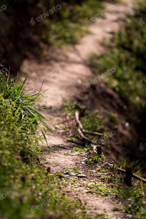 Preview: Selective focus of a grassy pathway