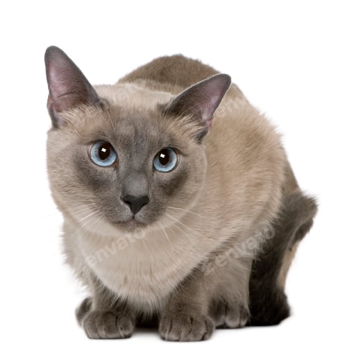 Preview: Siamese, 3 years old, lying in front of white background