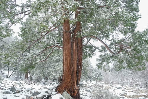 Preview: nature tree forest in winter and snow. cold weather and scenery . horizontal