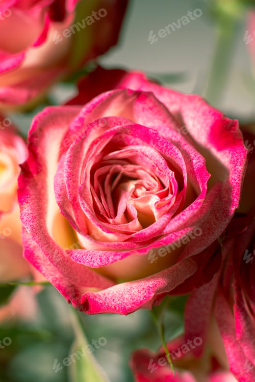 Preview: close up image of a flower with pink petals and green leaves