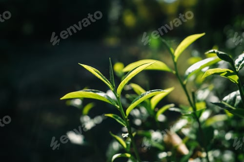 Preview: green tea leaves in nature evening light