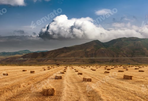 Preview: Haystacks on the field scene