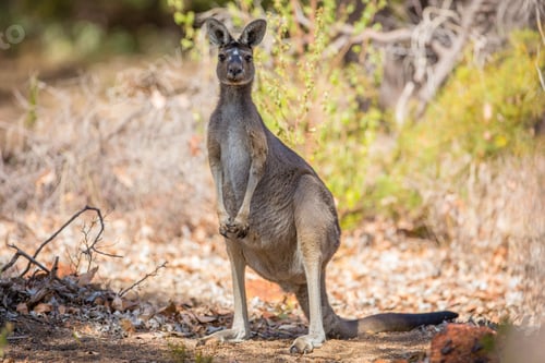 Preview: Observant kangaroo