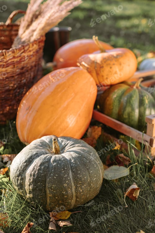 Preview: Harvesting pumpkins.