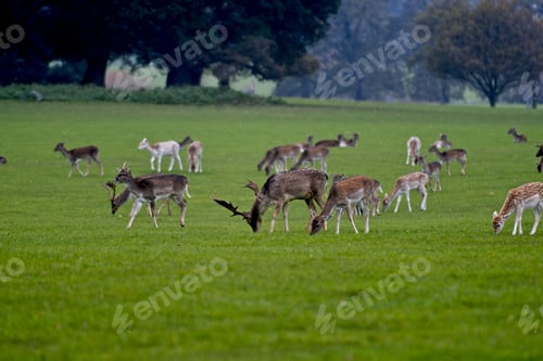 Preview: Group of deers grazing on a gloomy day in Norfolk UK