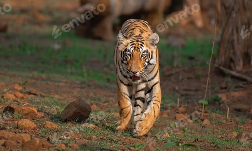 Preview: Tiger walking head