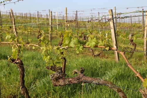 Preview: Grapes vines in the vineyard during the spring