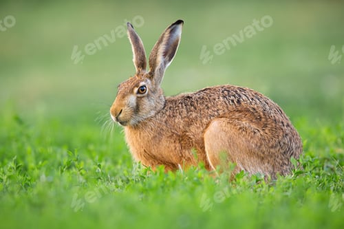 Preview: Brown hare resting in clover in springtime nature