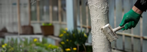 Preview: a man whitewashes trees in the garden in spring. Selective focus