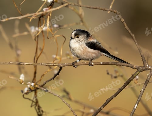 Preview: Small long tailed tit perched on a twig