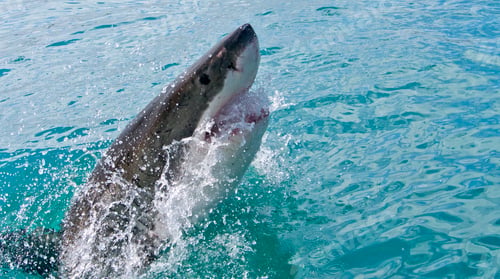 Preview: Great White Shark, Gansbaai, South Africa