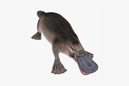 Preview: Lateral view of platypus