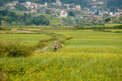 Preview: Paddy farmland in Nepal