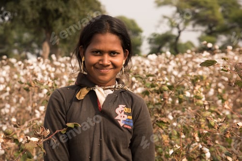 Preview: Indian woman harvesting cotton in a cotton field.