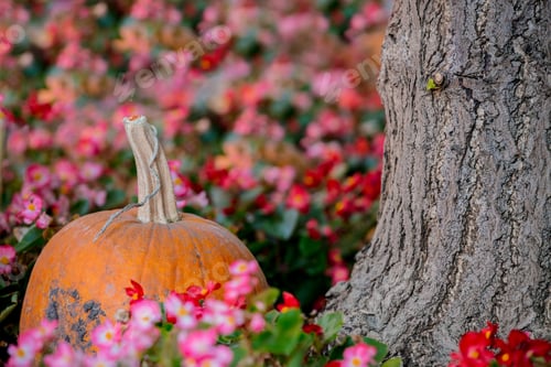Preview: yellow Pumpkin with a flowers in a garden