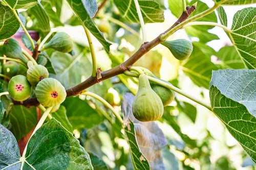 Preview: Ripe green figs hanging from a branch