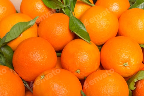 Preview: Tasty valencian oranges freshly collected