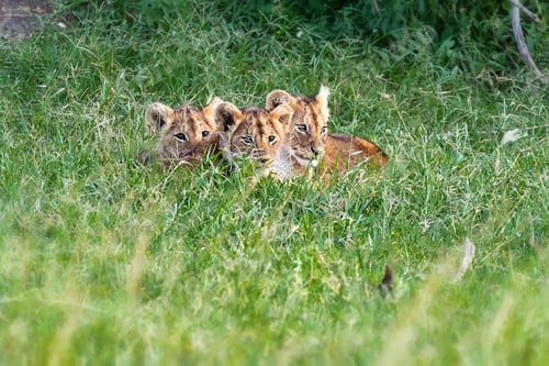 Preview: Three Cute Lion Cubs in Africa Grasslands