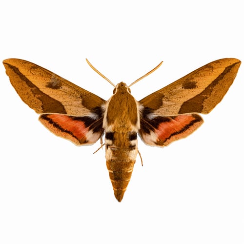 Preview: Spurge hawk-moth