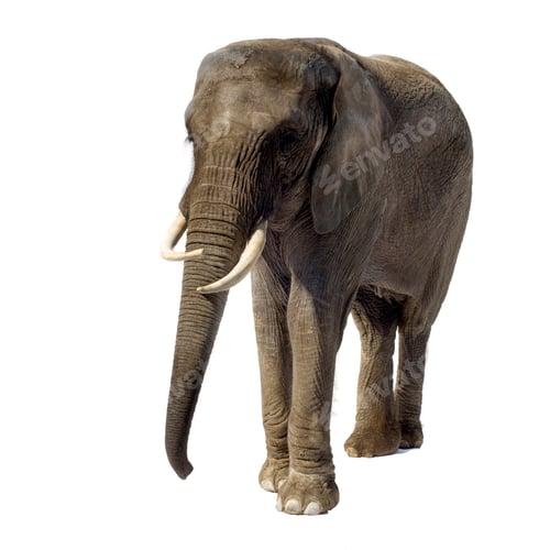 Preview: Elephant