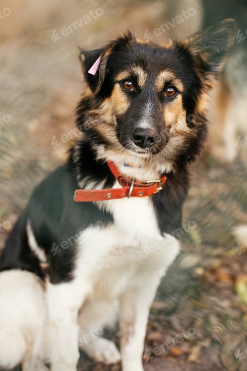 Preview: Portrait of cute scared fluffy dog sitting behind metal fence