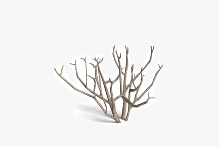 Preview: Ascending branch structure