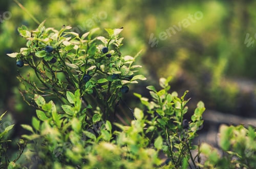 Preview: Blueberry Bush Closeup