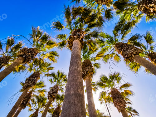 Preview: Beautiful tropical resort concept park with palms