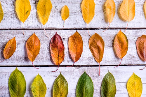 Preview: Autumn composition. Various colorful leaves. Studio shot