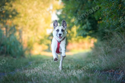 Preview: Selective focus view of a playful Australian Cattle Dog running outdoor
