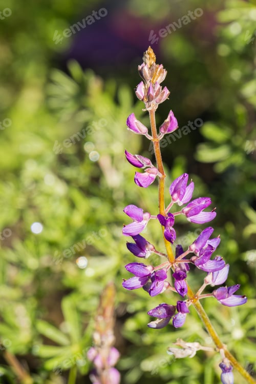 Preview: Close up of Lupine flowers (Silver Lupine) on a wet morning, California