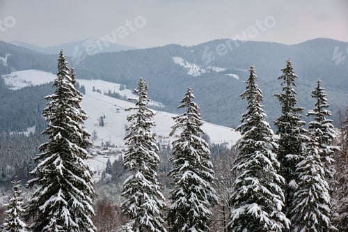 Vorschau: Stimmungsvolle Landschaft mit Pinien, die mit frischem Schnee bedeckt sind, im winterlichen Bergwald