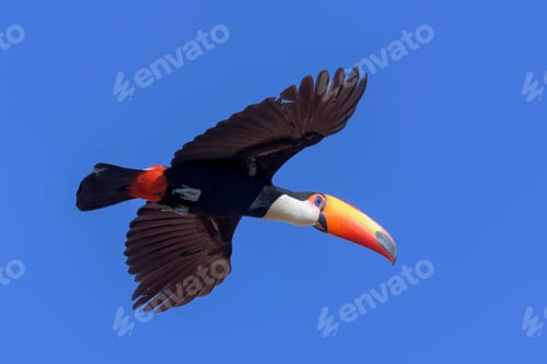 Preview: toucan, bird, colours, tropics