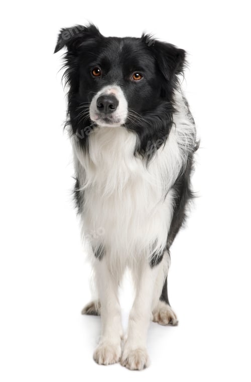 Preview: Border collie, 3 years old, standing in front of white background