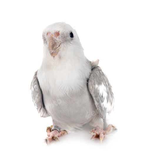Preview: flying gray cockatiel