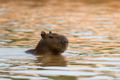 Preview: Capybara (Hydrochaeris hydrochaeris) swimming in Cuiaba river, Pantanal, Mato Grosso, Brazil