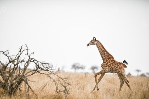 Preview: Young giraffe walking on the field