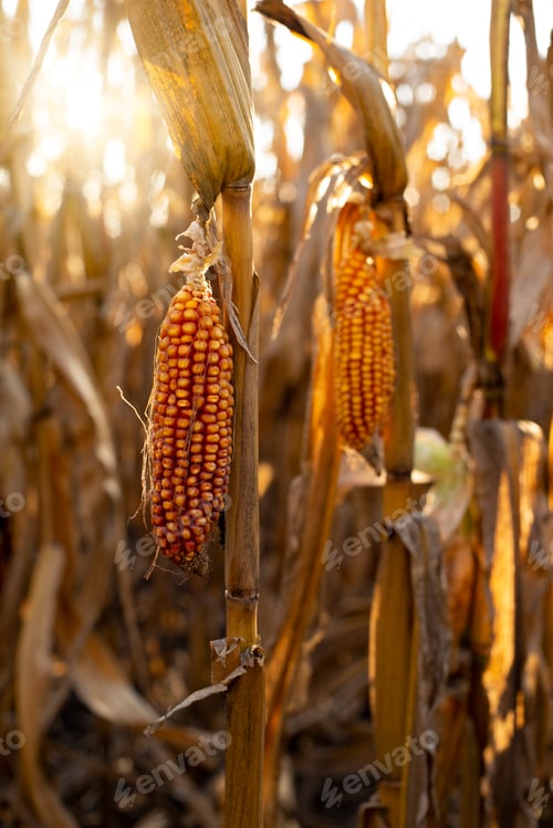 Preview: Dry corn stalks with cobs backlit by sun at fields autumn time
