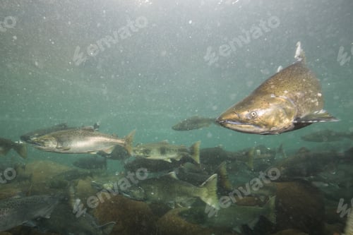 Preview: Salmon Spawning. Underwater in a River