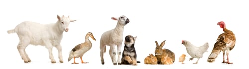 Preview: farm animals