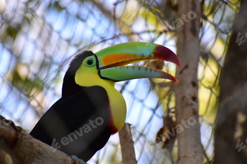 Preview: Closeup of a keel-billed toucan with a colorful beak