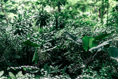 Preview: Keep our forests green. Rainforest landscape, Thailand, Asia. Copy space