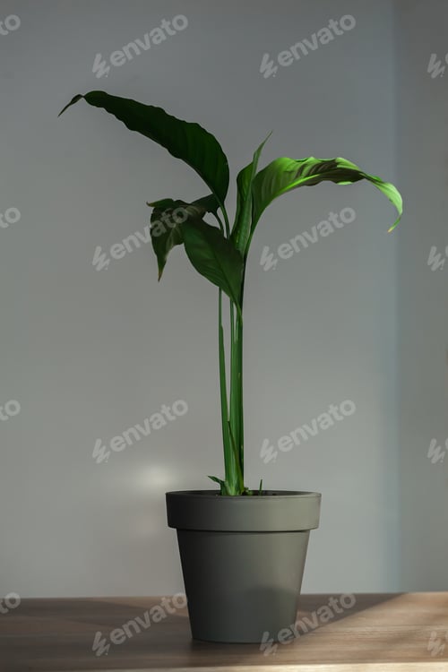 Preview: houseplant spathiphyllum plant in ceramic pot indoors