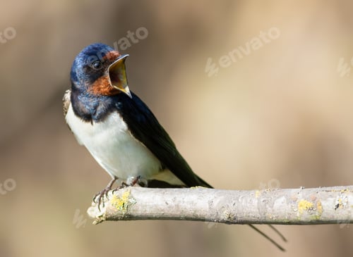 Preview: Barn swallow, Hirundo rustica